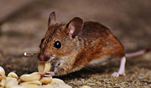 24 Hour & Emergency Exterminators in Norwalk, CA